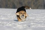 CORGI PEMBROKE 970